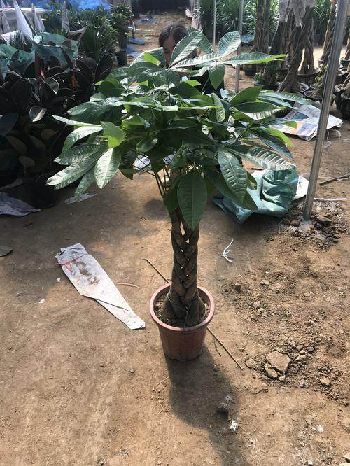 大发财树室内外花卉盆景植物盆栽大招财树摇钱树花苗客厅大型绿植,淘宝优惠券,粉丝福利购,淘宝优惠卷