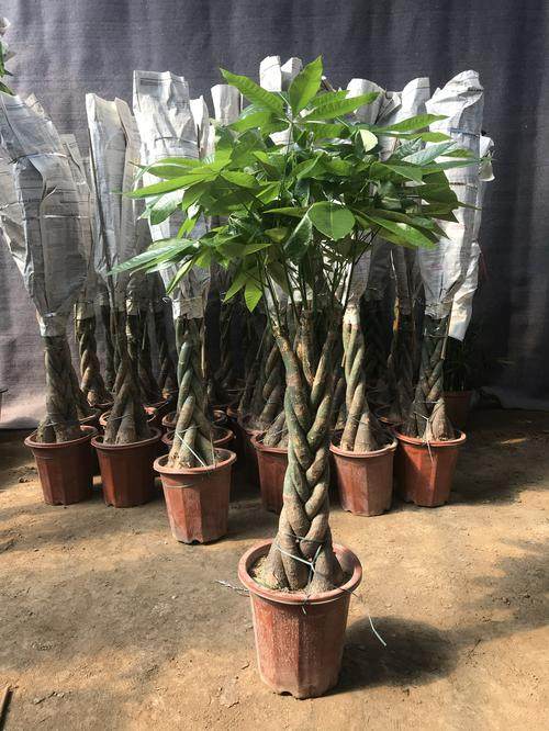 大发财树室内外花卉盆景植物盆栽大招财树摇钱树花苗客厅大型绿植,淘宝优惠券,粉丝福利购,淘宝优惠卷