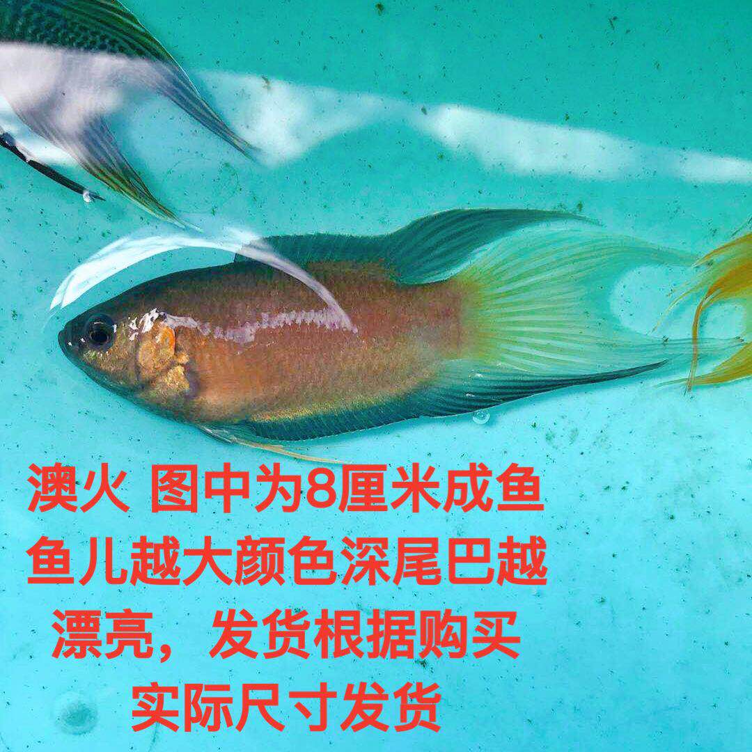 。中国斗鱼鱼苗活鱼耐活冷水活体热带混养小型套餐蓝叉普叉红观赏 - 图0