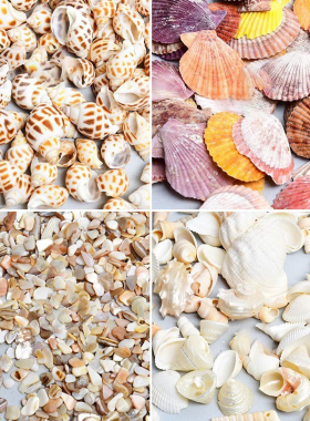 天然贝壳海螺海星手工diy材料