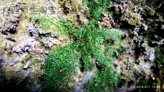 广西原生植物 蕨类 岩溶洞穴喜阴绿植盆栽 水陆缸生态缸热带雨林