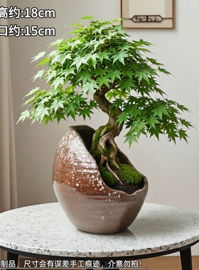 盆景花盆三角梅花盆流泉枫花盆蝴蝶兰花盆手工陶瓷花盆绿植花盆