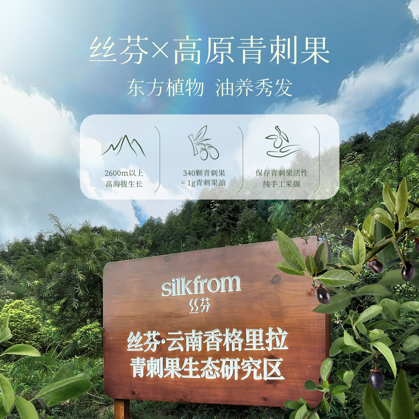 丝芬护发精油亮泽修护青刺果发油 丝芬护发精油