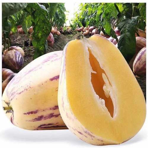 十个勤天助农甘肃民勤人参果新鲜黄肉熟果孕幼儿水果清甜低糖多汁 - 图1