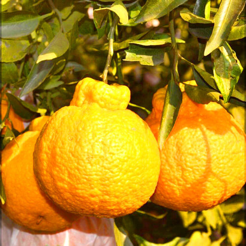 New style unknown fire orange seedling late maturing mixed - 图0