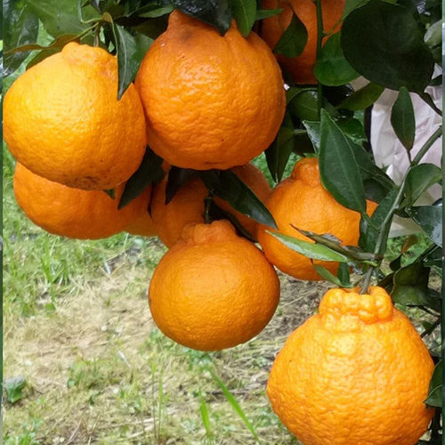 New style unknown fire orange seedling late maturing mixed - 图2
