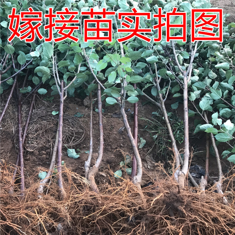 Grafting Red Fuji tree seedlings, planting in pots and gard - 图2
