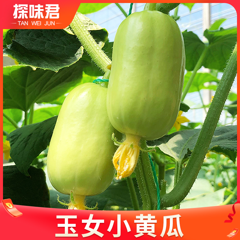 新鲜玉女小黄瓜当季水果黄瓜小拇指黄瓜青瓜白玉黄瓜现摘蔬菜包邮