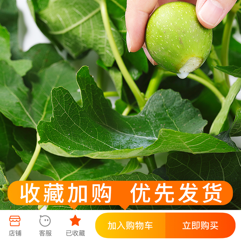 新鲜无花果叶500g现摘无花果树叶子枝茎鲜叶药用熏洗非干痔疮包邮-图1