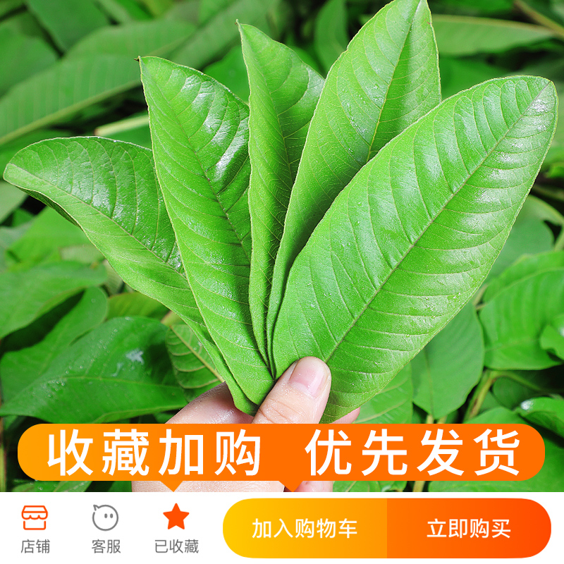 番石榴叶子2斤新鲜现摘红心番石榴叶芭乐叶茶番石榴果干片茶包邮 - 图1