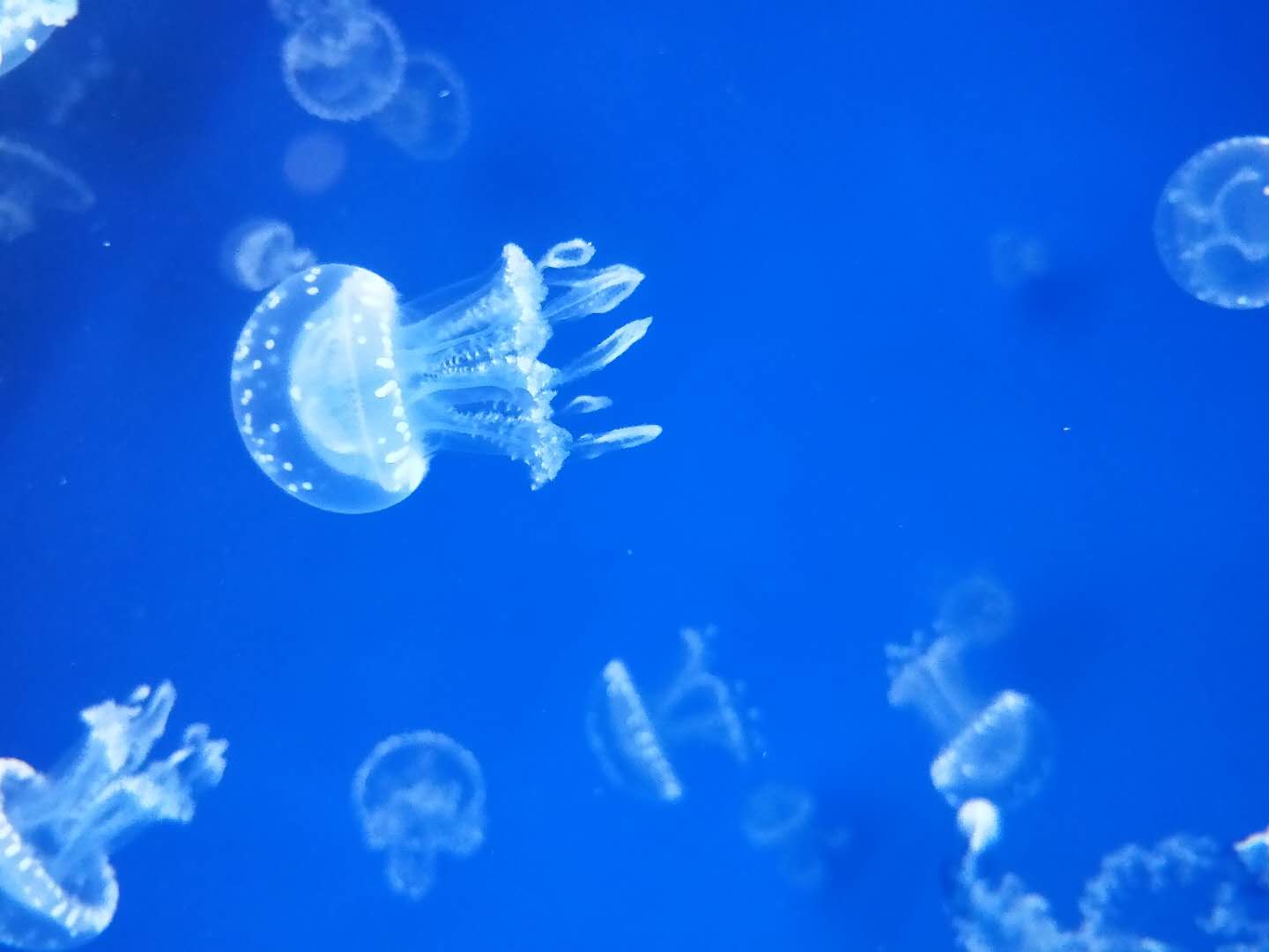 巴布亚硝水母巴布亚水母好养的水母耐活的水母宠物水母活体水母 - 图1