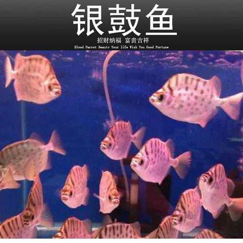 金鼓鱼群游室内中型混养观赏鱼活体淡水银鼓鱼多纹碟金线鱼热带鱼 - 图1