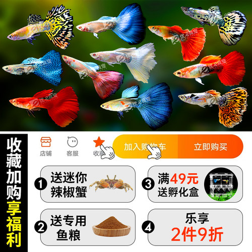 孔雀鱼活体凤尾淡水宠物活体礼服小型热带观赏鱼纯种孔雀鱼胎生鱼 - 图1