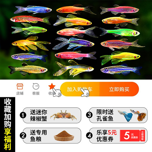 小型热带鱼观赏鱼灯科鱼鱼群游鱼活体鱼红斑马鱼蓝斑马冷水鱼活体 - 图2