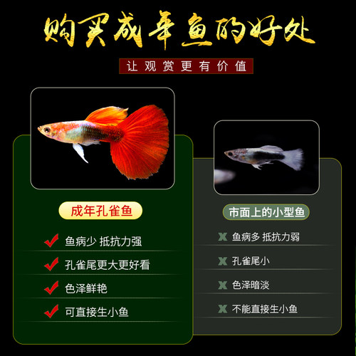 孔雀鱼活体凤尾淡水宠物活体礼服小型热带观赏鱼纯种孔雀鱼胎生鱼 - 图3