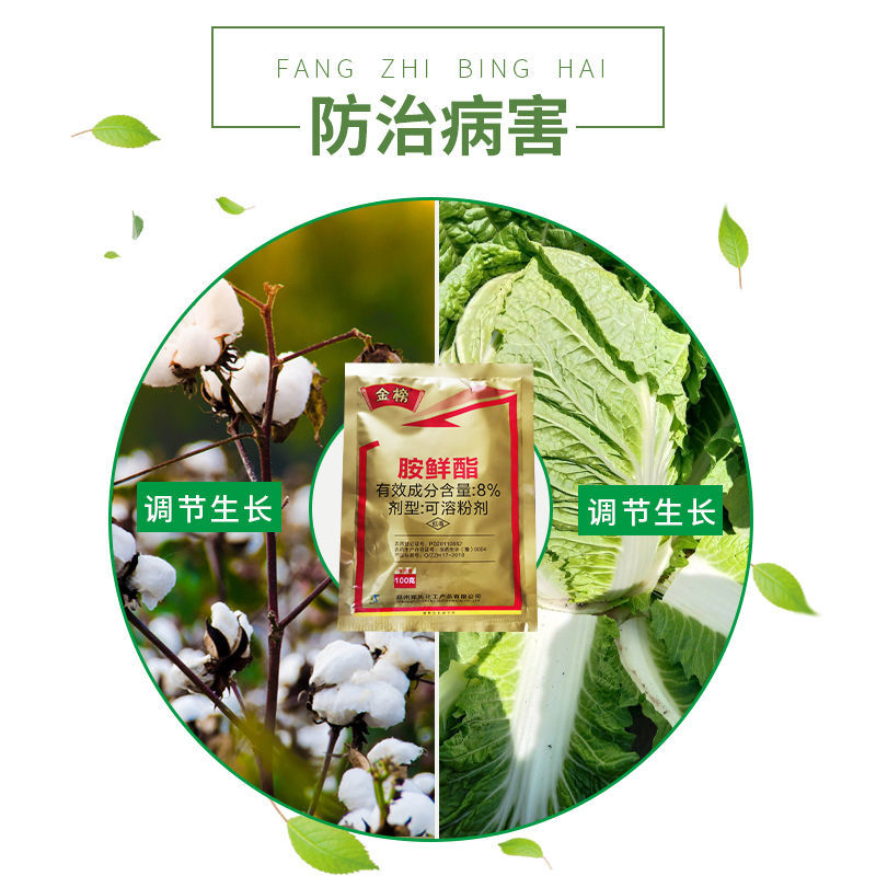 金榜8%胺鲜酯膨大着色增产抗逆大白菜促进生长保花保果生长调节剂 - 图1