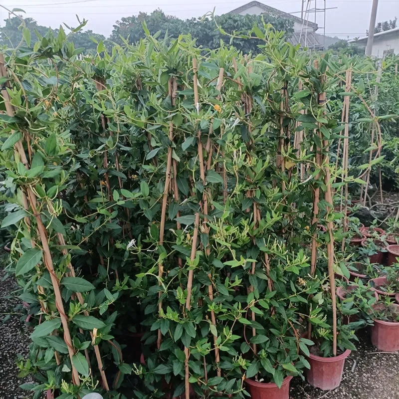 爬藤植物黄白金银花树苗食用白红金银花苗盆栽鸳鸯藤四季开花常青-图0