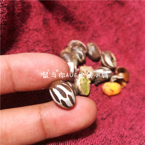 松鼠飞鼠蜜袋鼯刺猬花枝鼠增肥长胖高蛋白坦克虫互动利器零食增肥 - 图2