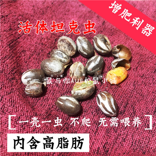 松鼠飞鼠蜜袋鼯刺猬花枝鼠增肥长胖高蛋白坦克虫互动利器零食增肥 - 图0