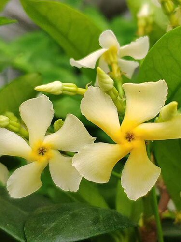 正品托斯卡纳纯黄色花卉绿植四季常青耐寒北方种植室内外爬藤植物 - 图1