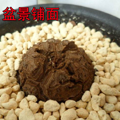 进口鹿沼土包邮多肉植物兰花杜鹃花弱酸营养土铺面石另售赤玉土 虎窝淘