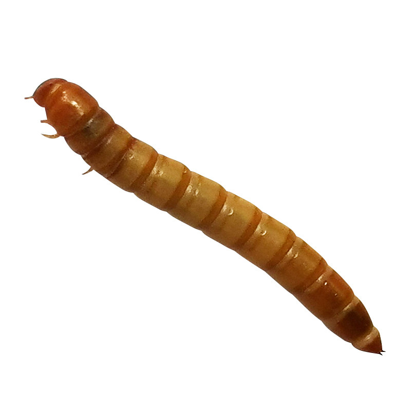 面包虫黄粉虫活虫活体宠物饲料幼虫守宫食物鸟食仓鼠粮食乌龟龙鱼,淘宝优惠券,粉丝福利购,淘宝优惠卷