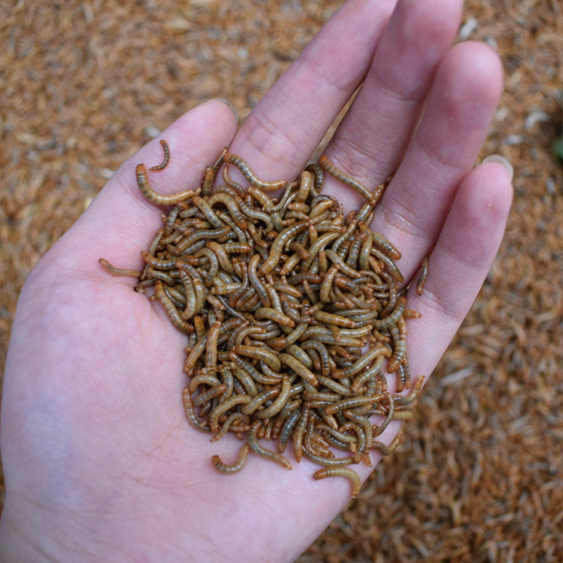 面包虫黄粉虫活虫活体宠物饲料幼虫守宫食物鸟食仓鼠粮食乌龟龙鱼,淘宝优惠券,粉丝福利购,淘宝优惠卷