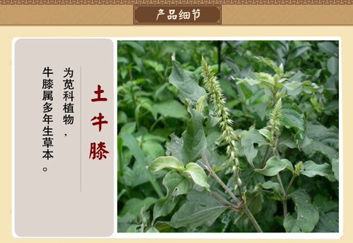 野生土牛膝中草药材紫牛膝倒扣草倒钩草牛七 牛漆接骨丹500克包邮 - 图2
