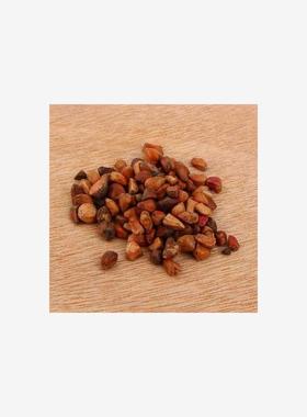 40Pcs/Pack Rare Seed Osiria Rose Ruby Rose Flower Seeds Gar