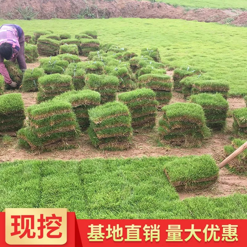 广州绿化草皮工程真草坪带泥土四季常青台湾草马尼拉庭院花园别墅 - 图1