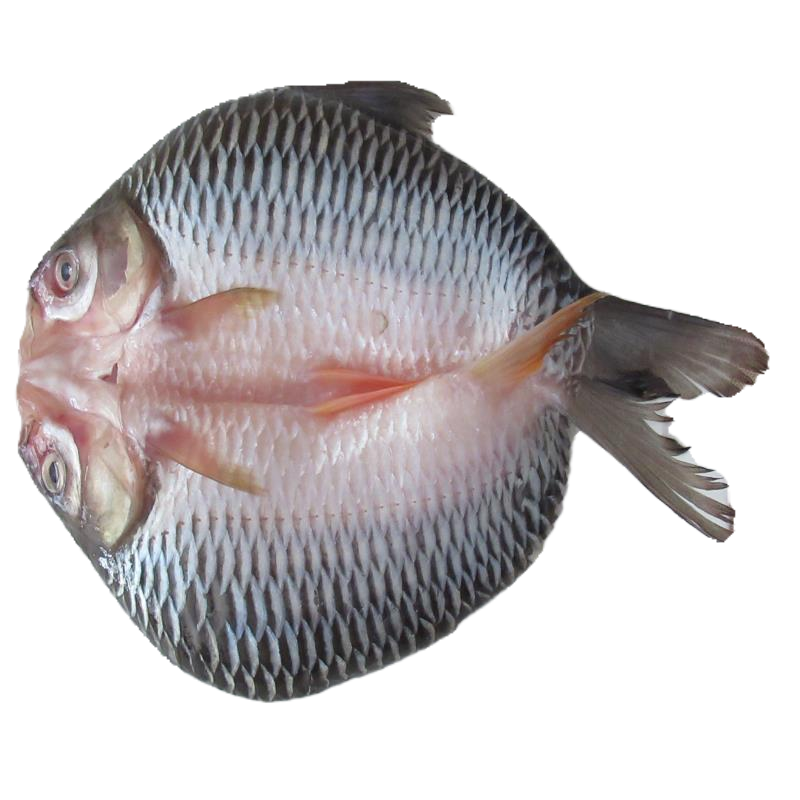 超大号2斤多到3斤一条重苏丹鱼腌制开背冷冻忘不了鱼淡水鱼皇帝鱼 - 图3