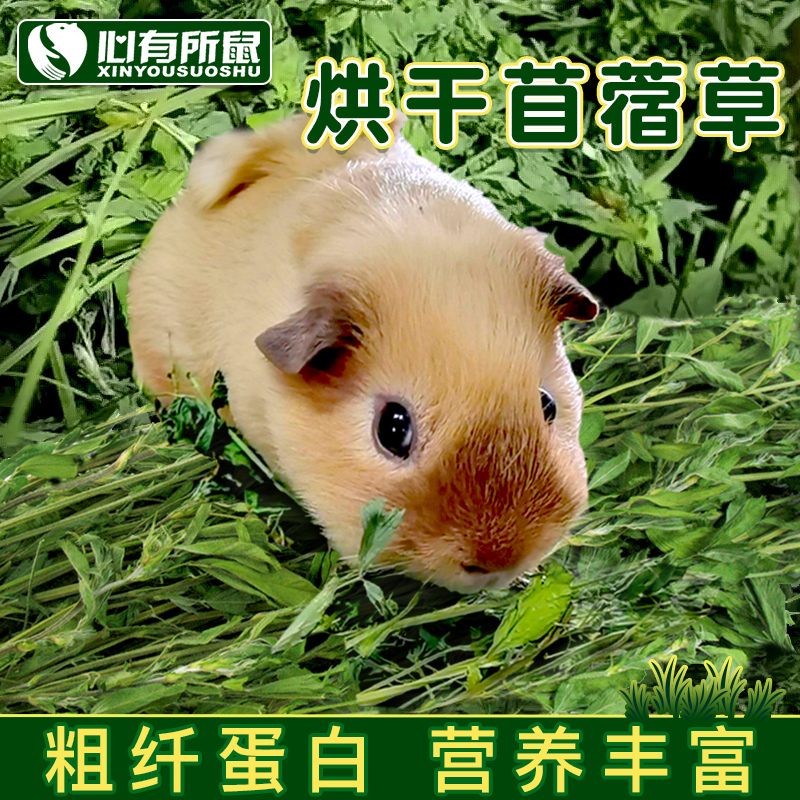 烘干苜蓿草2023新草兔子饲料豚鼠龙猫粮荷兰猪兔粮幼兔干草牧草 - 图2