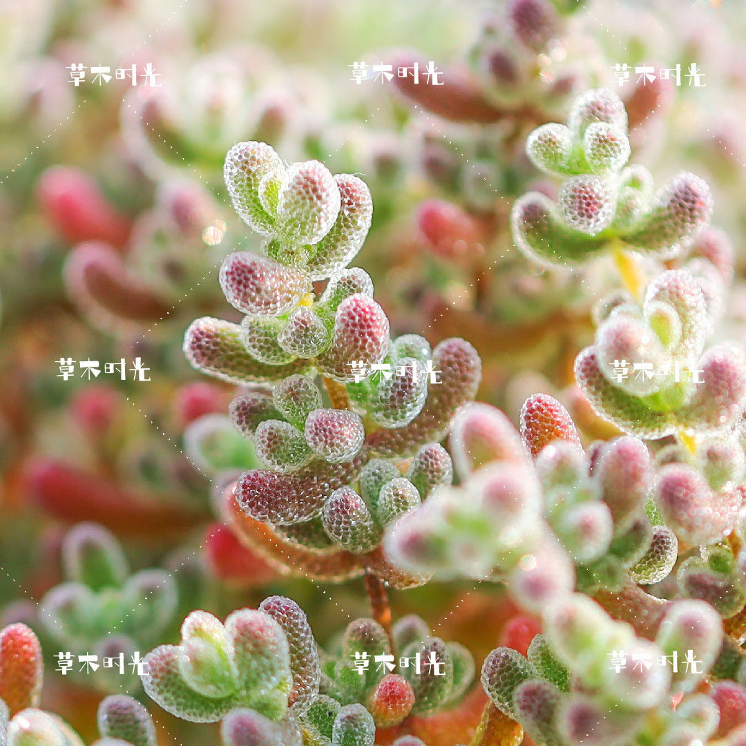 精控实生冰晶枝干番杏多肉植物老桩群生稀有带盆栽好包邮一物一拍_虎窝淘