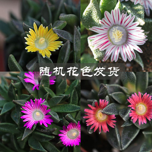 草木时光 白花纳兰突斯多肉植物Nananthus番杏科稀有块根春季开花 - 图0