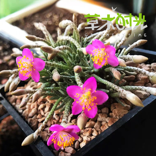 草木时光红花韧锦回欢草属稀有进口块根多肉植物一物一拍-图1