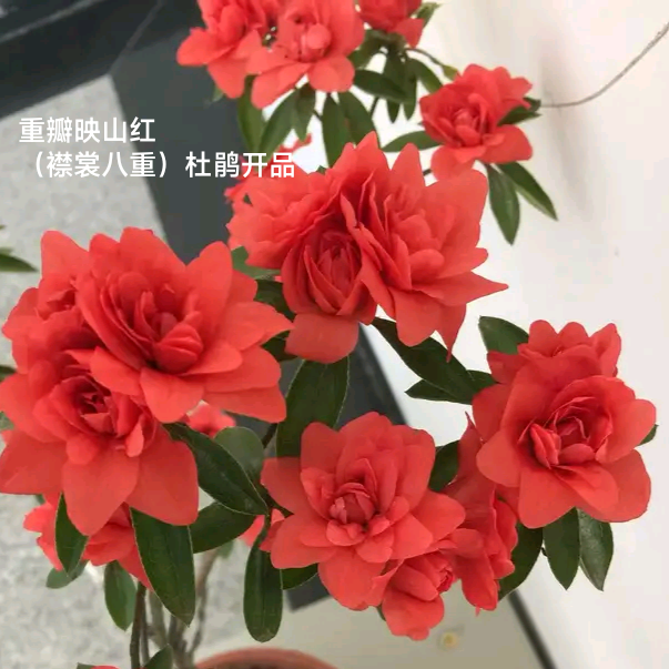 日本皋月杜鹃花 莹 夏鹃 菊姬 红牡丹 襟裳八重 庭院窗台绿植花卉 - 图3