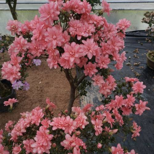 皋月杜鹃花莹 稀有盆栽粉色重瓣夏鹃 庭院窗台花卉 耐寒耐热 易活 - 图2