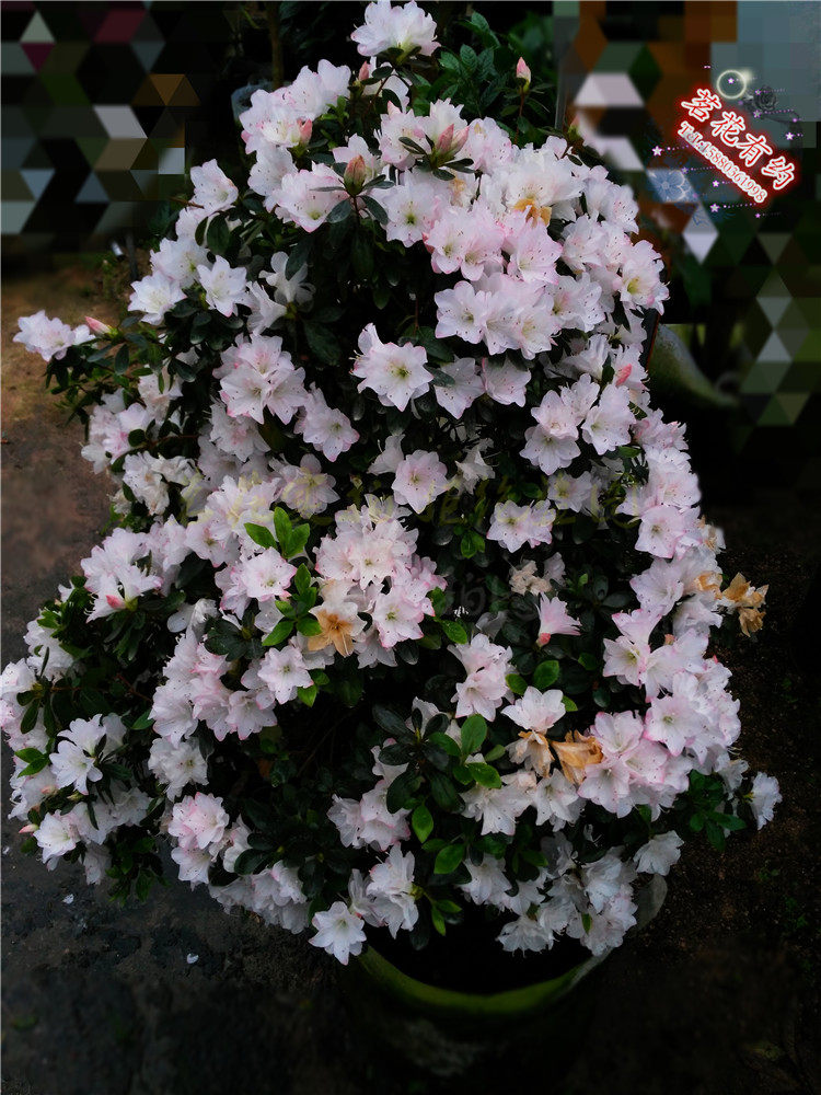 包邮陶菊茹杜鹃花盆栽稀缺品种东鹃庭院窗台绿植木本花卉直销 茗花有约 淘优券