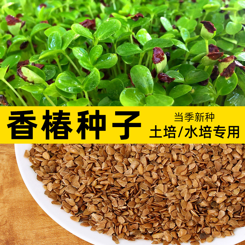 红油香椿种孑速生香椿种籽四季红香椿树种子红叶香椿芽苗菜种子籽