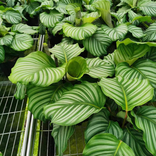 青苹果竹芋紫背天鹅绒室内植物北欧风客厅绿植吸甲醛净化空气观叶-图0