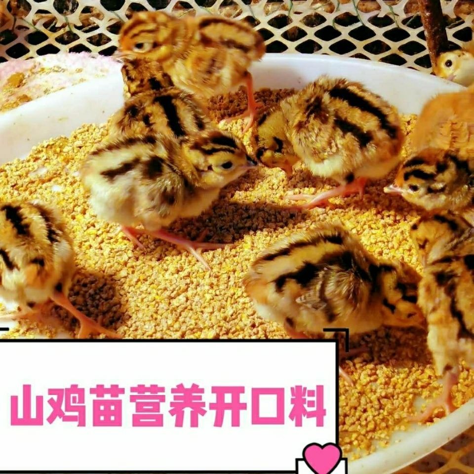 七彩山鸡幼苗饲料刚出生小鸡雏饲料斗鸡竹鸡鹧鸪鹌鹑通用四斤包邮 - 图2