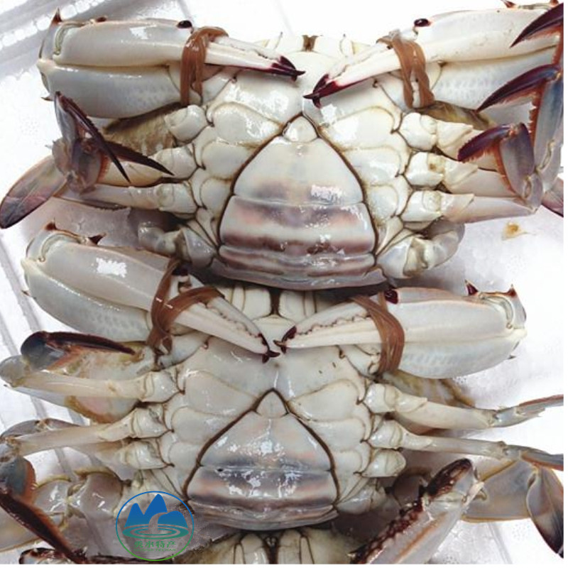 宁波特产海鲜水产正宗舟山红膏呛蟹咸蟹梭子蟹螃蟹整只350g,淘宝优惠券,粉丝福利购,淘宝优惠卷