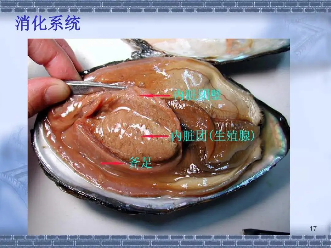 动物教学解剖实验 河蚌 解剖材料 - 图0