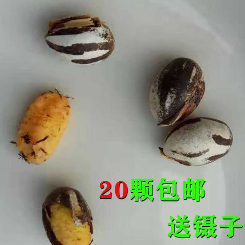 杨拉罐洋辣子罐蛋活包邮幼虫高蛋白粮食鱼饵鸟食仓鼠零食坦克虫-图2