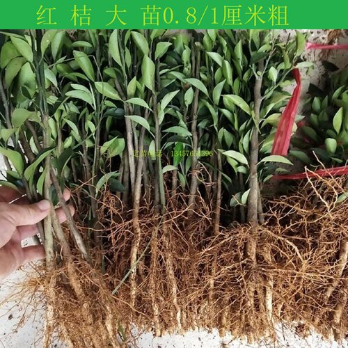 四川红橘苗红桔砧木苗红橘靠接苗红橘籽红橘实生苗健康苗木 - 图3