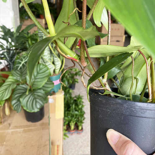 飞机蔓绿绒客厅大叶绿植室内小盆栽苗桌面爬藤类长藤垂吊观叶植物 - 图2