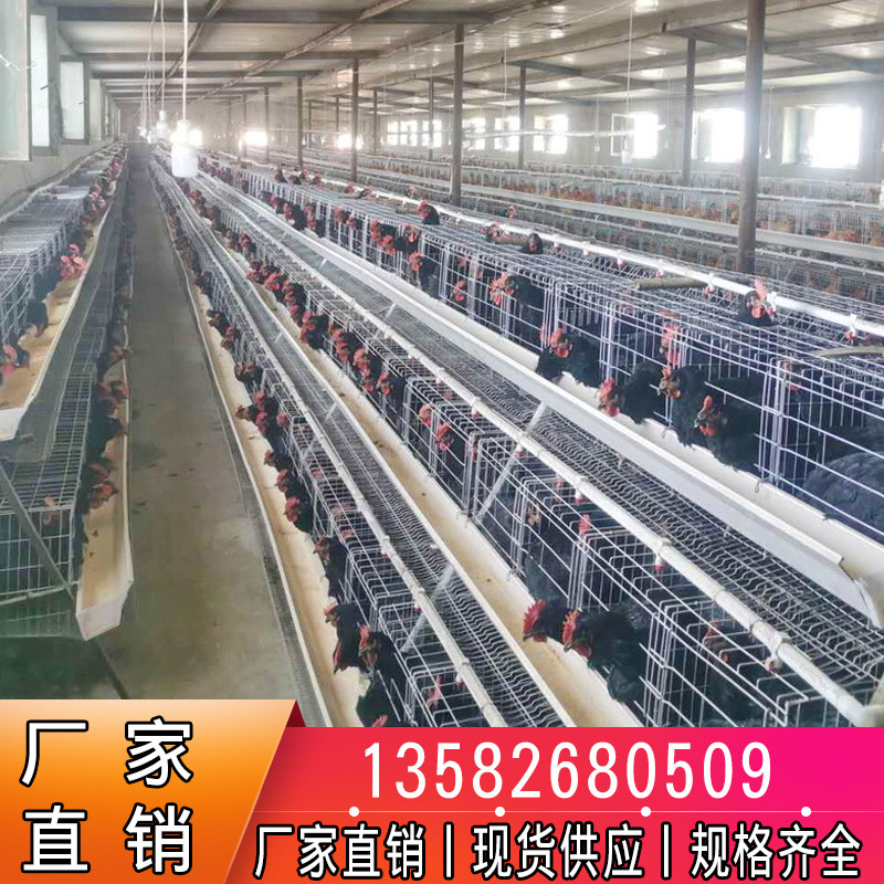 优质蛋鸡笼养殖场专用笼鸡笼子阶梯式蛋鸡笼养鸡设备养殖鸡笼全套_虎窝淘