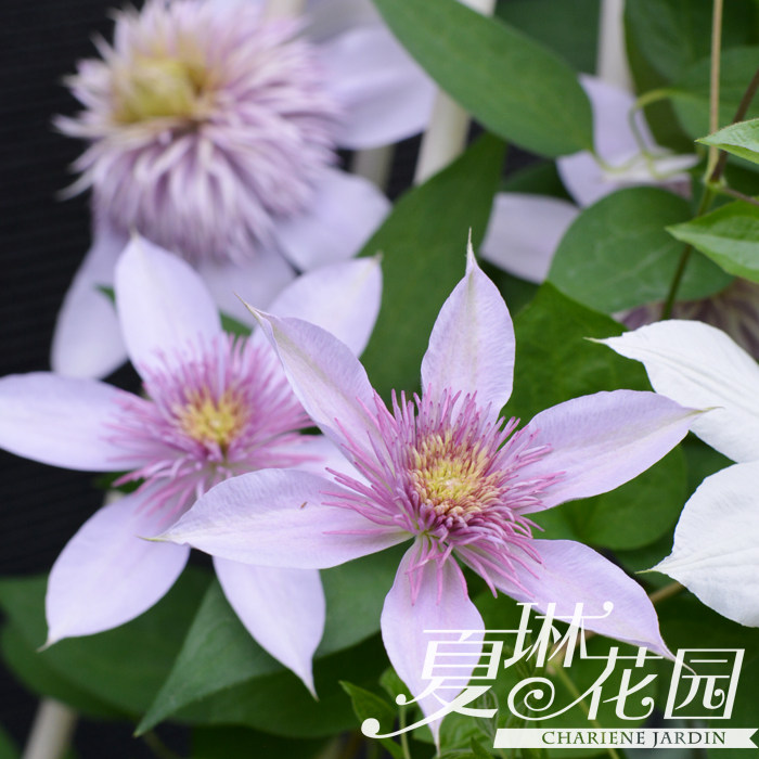 夏琳花园 1~1.5年裸根苗铁线莲二类早花组庭院阳台爬藤攀援花卉,淘宝优惠券,粉丝福利购,淘宝优惠卷