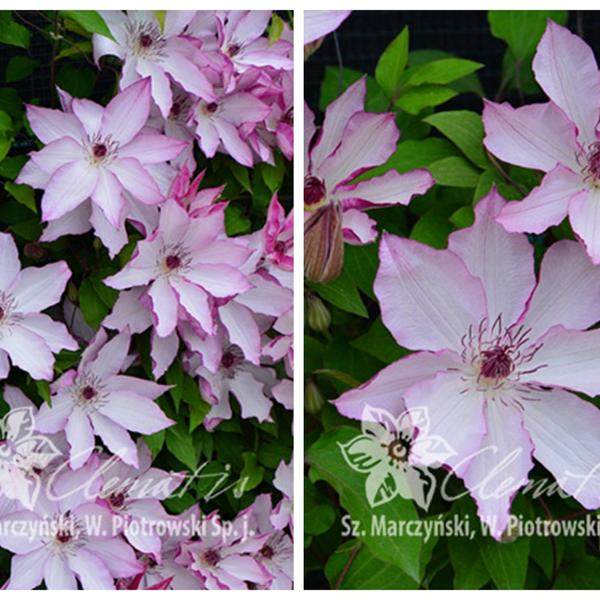 夏琳花园 1~1.5年裸根苗铁线莲二类早花组庭院阳台爬藤攀援花卉,淘宝优惠券,粉丝福利购,淘宝优惠卷