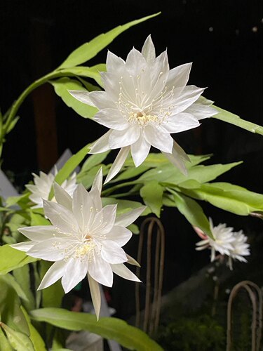 昙花小叶昙花卷叶昙花鱼骨令箭室内新奇观叶观花植物植如初见-图3